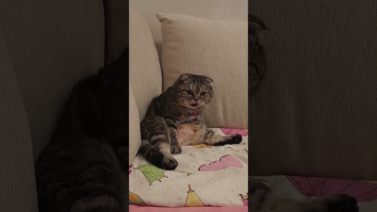 Night bird sound disturbed him he jump! 