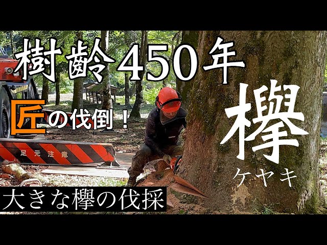 樹齢450年 欅の伐採 匠の伐倒！ Cutting down a 450-year-old zelkova