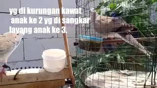 Kawin Silang Tekukur Vs Puter Yang Rajin Bertelur