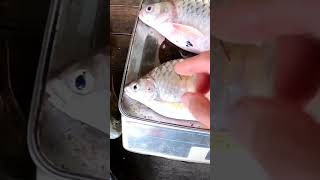 Perbezaan Kerai Dan Lampam Jawa
