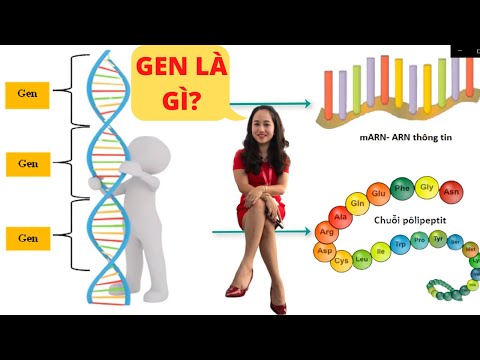 Video GEN là gì? What is a gene? | Cô Mai Phan - youtube