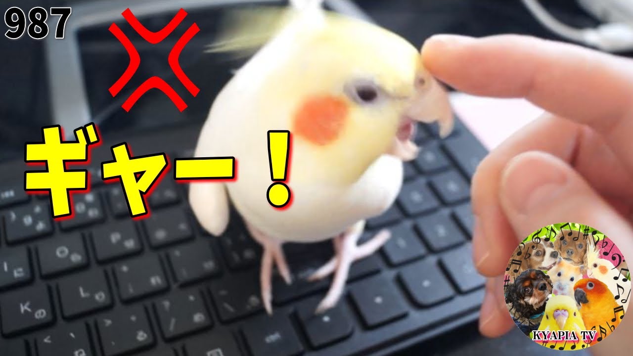 オカメインコが怒る時 エマの可愛いスーパー自己中 犬とインコとハムスター多頭飼いvlog動画987 Youtube