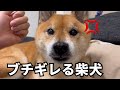 匂わせだけで伝わる、危機管理能力がハンパ無い柴犬。