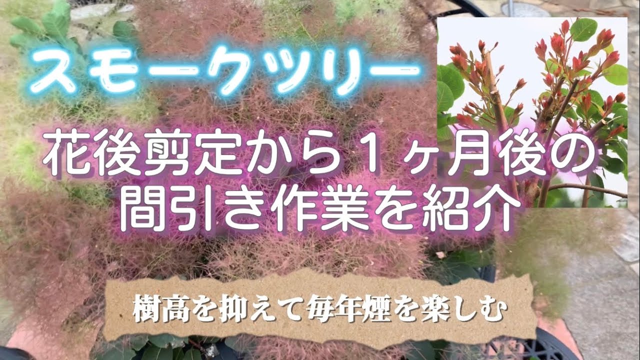 スモークツリー 花後剪定から１ヶ月後の間引き作業 樹高を抑えて毎年煙を楽しむ Youtube