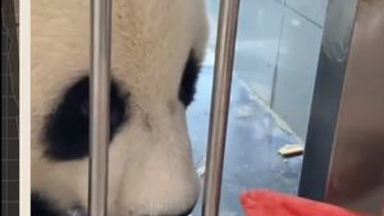 金虎：就爱吃果果，馍馍，笋笋，竹竹，我才不吃什么西瓜，拿走，不吃。为了体现我的决心，我选择给西瓜一熊掌，并把它坐在屁股底下#金虎 #大熊猫金虎