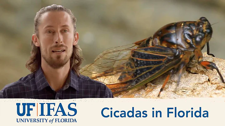 Cicadas in Florida - DayDayNews
