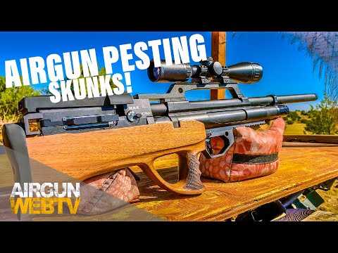 SMACKING THE SKUNKS! - Airgun PEST CONTROL with the Evanix MAX Air .30 CAL!