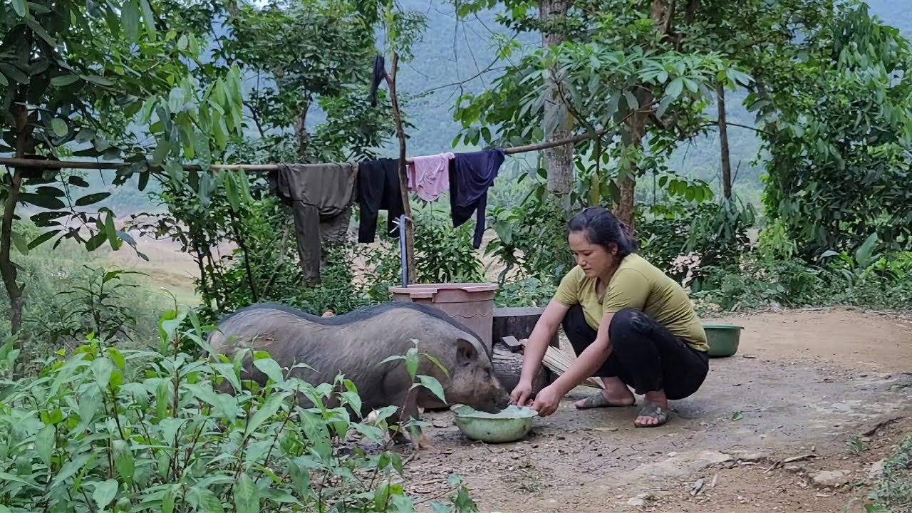 Clean the house, go to the forest to dig cassava and cook bran for the ...