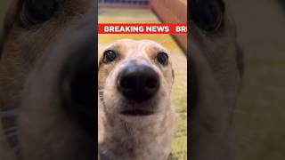 BREAKING NEWS! Right now votes count for double! Great opportunity to get Sydney back in 1st place!