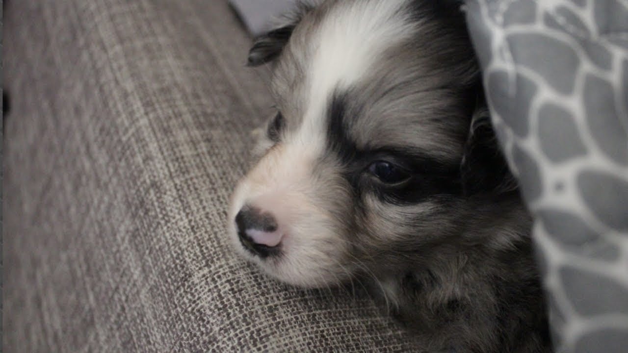 Australian Shepherd Puppies: Week 5 - YouTube
