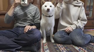 夫婦の間で僕が一番だと主張する柴犬が最高に可愛かったｗ