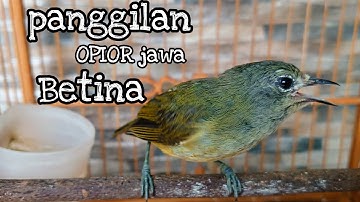 PANGGILAN OPIOR JAWA BETINA | OPIOR JAWA BETINA | OPIOR JAWA GACOR | OPIOR GACOR