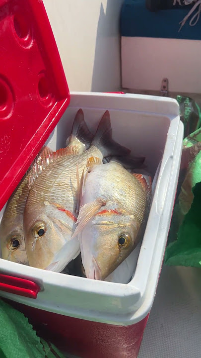 Paldo sa Emperor Snapper o kanuping #shorts #fishing #fish #mancing