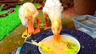bebek lucu,two cute ducks eating soup,and swimming