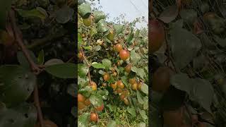 Miss India Apple Ber Farming / Contact - 7318995023 / #sorts #shortvideo #plants
