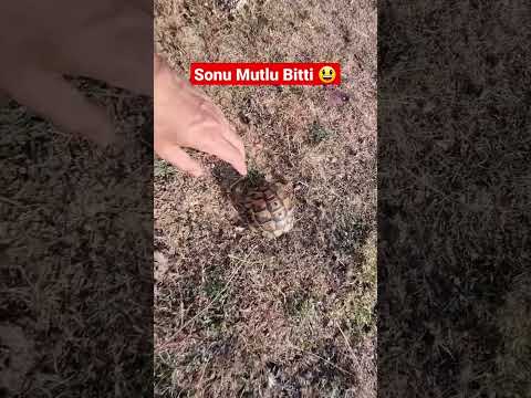 Video: Sulcata Kaplumbağanı Beslemek için Ne