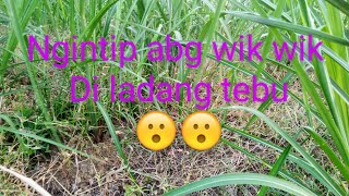jalan" di sawah malah ketemu abg wik wik di ladang tebu.. langsung kita intip aja