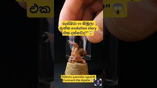 පැස්බරා vs කිඹුලා 😱 ඇත්ත evolution story එක දන්නවද?#සිංහල #lka #srilanka #viral#animals#crocodile