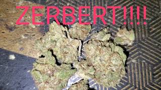 THE ZERBERT BUD SHOWING