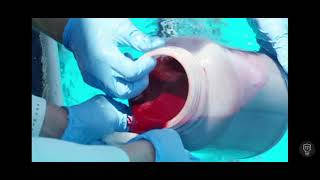 testing if shark can smell a drop of blood VIRAL VIDEO