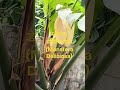 हमारे घर खिला अनोखा फूल! 🌿 मोंस्टेरा डेलिसियोसा #shorts #nature #plants #viral
