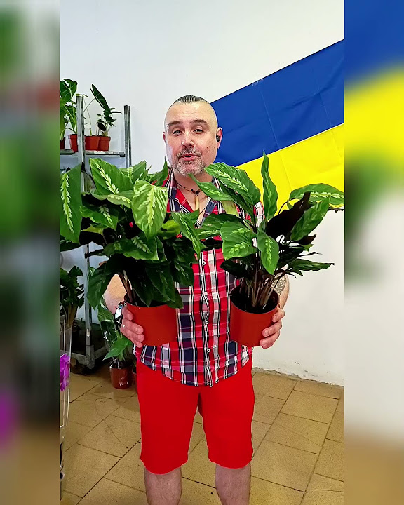 Калатея Май Квин, цена 200 гривен! Бронь в вайбер 0996782355 #калатея # ...