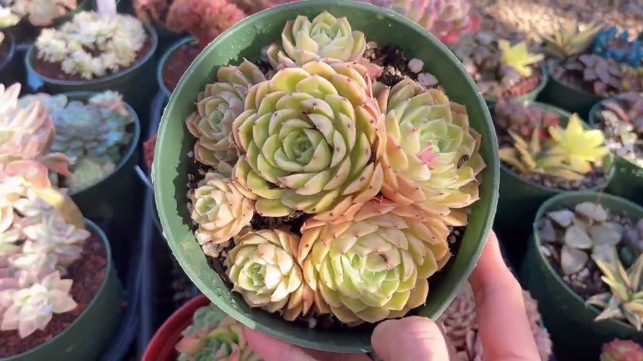 Растения продаются в питомнике Мими по телефону 714-489-1876.