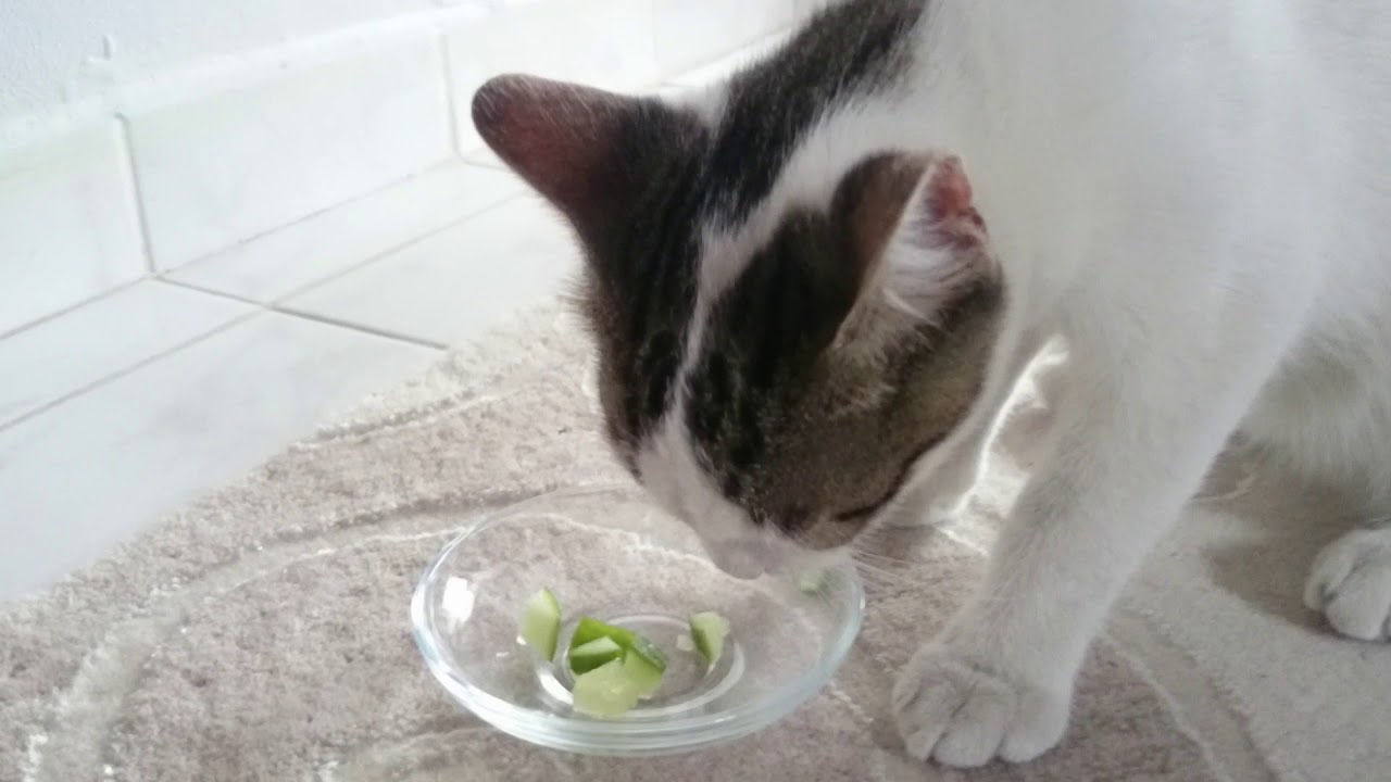 ilginç hayvan kedi YouTube