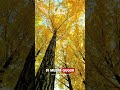 Viral! Tempat Ini Masuk Ke Salah Satu Wisata Terindah Di Dunia #viralshorts #japan #holiday #serial