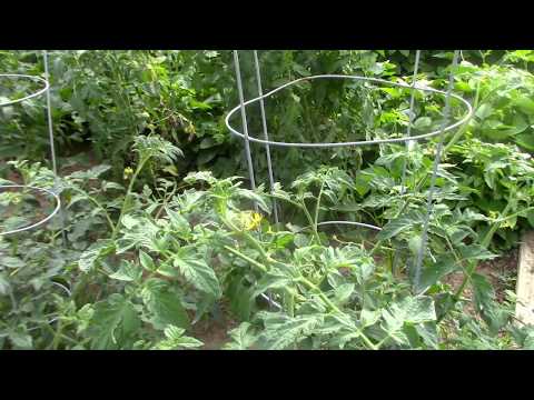 Our Tiny Garden 2019