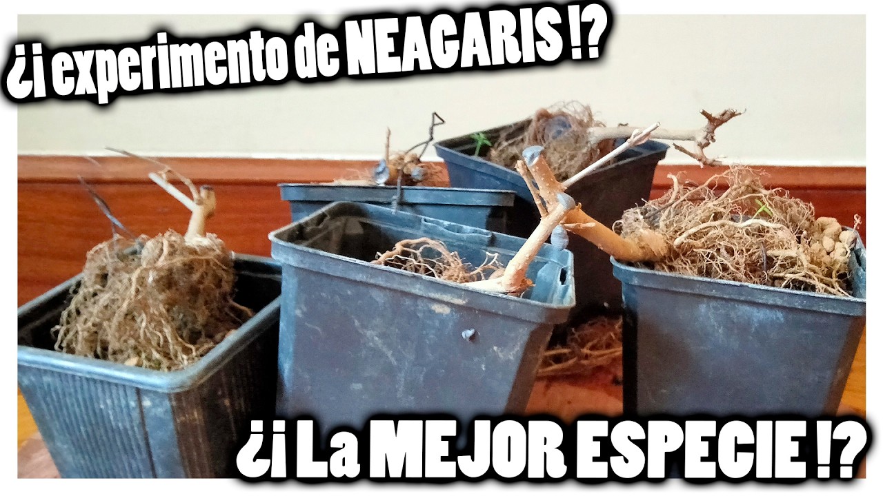 Mi experimento de las 5 Callicarpas japonicas NEAGARIS! Su trasplante del año 2025!!!