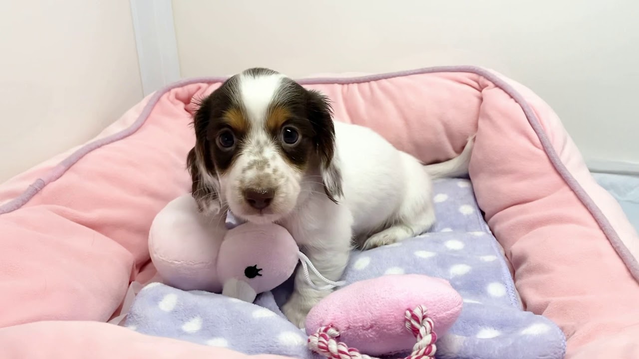 チョコタンパイボールド ミニチュアダックス 子犬 Youtube チョコタンパイボールド ミニチュアダックス 子犬 Youtube