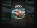 海の犬「アザラシ」の雑学 #動物雑学 #動物豆知識 #アザラシ #鼻セレブ