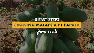 8 Easy Steps! Growing Malaysia 1 Foot Papaya from Seeds.