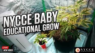 NYCCE BABY 24/7 Live Stream