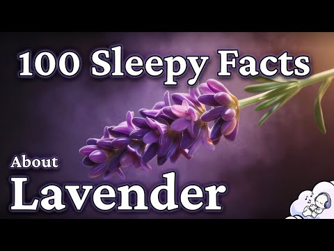 The Most Relaxing Facts About Lavender to Fall Asleep To