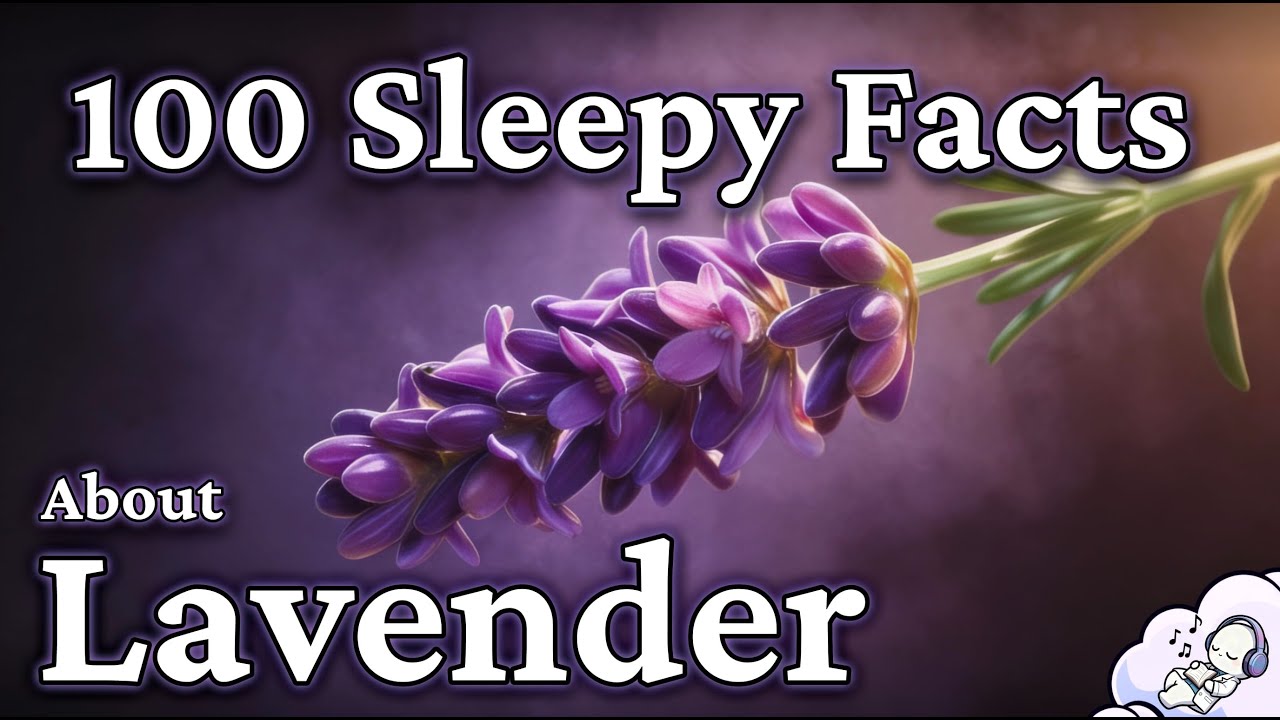 The Most Relaxing Facts About Lavender to Fall Asleep To