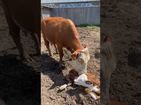У Ракушки малыш #герефорд #корова #cow #отел #бычок #baby #farming #farm #ферма #деревня #хозяева