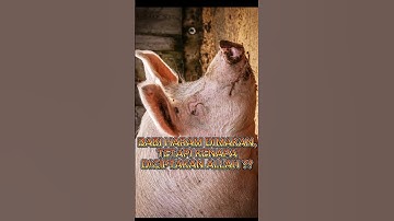 BABI HARAM DIMAKAN, TETAPI KENAPA DICIPTAKAN ALLAH ?? #feedshorts #islam #fypシ゚viral