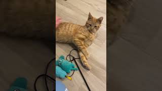 Harvey - SPCR - Red Tabby Kitten