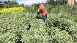 видео Устройство живой изгороди