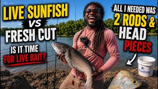 Did I Waste Time Catching Live Bait?