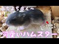 ハムスター【生後17日目】食べる勢いがすごい赤ちゃん