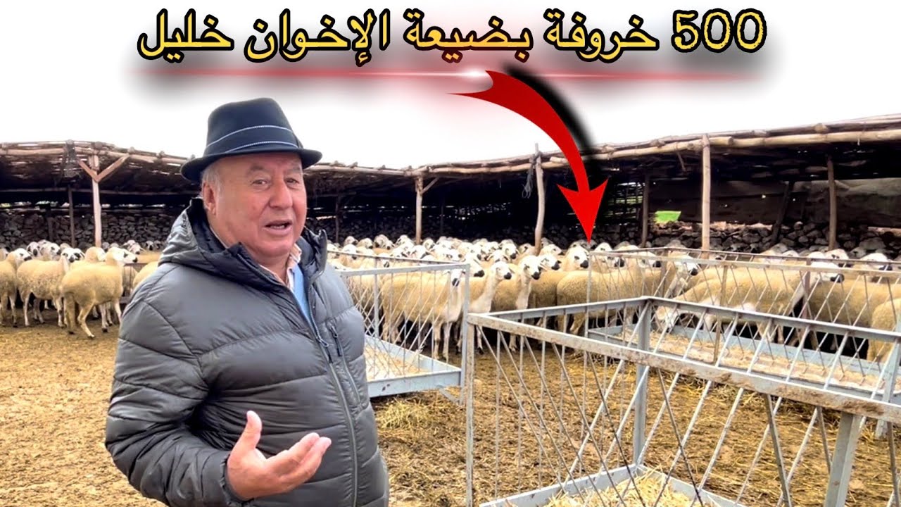 🚨مشهد خيالي🌍 أكتر من 500 خروفة عالمية🔥تنتظركم🎖بضيعة الإخوان خليل🎖أصحاب أكبر قطيع في المغرب 🇲🇦