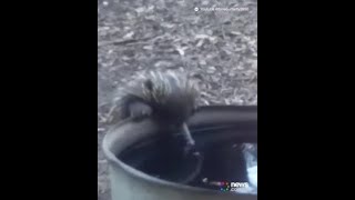 Echidnas blow snot bubbles and do belly flops to keep cool Echidna Sneezing