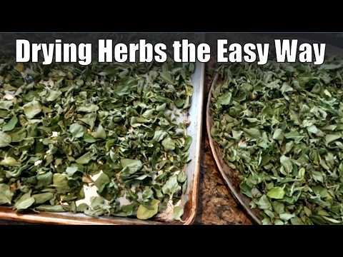 Drying Herbs the Easy Way