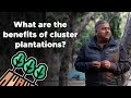 What is cluster plantation and what are its benefits?