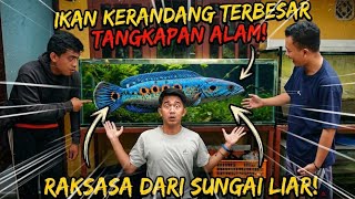 RECORD-BREAKING! THIS IS THE LARGEST WILD-CAUGHT CHANNA PLEURO EVER SEEN
