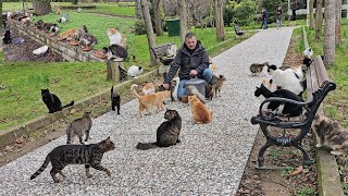 The man who devoted his life to stray cats and the cute cats who fell in love with him.