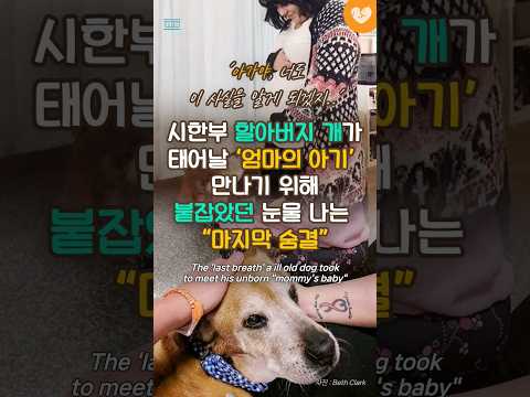 시한부 할아버지 개가 태어날 ‘엄마의 아기’ 만나기 위해 붙잡았던 <strong>눈물나는</strong> “마지막 숨결”  #shorts #강아지 #유기견